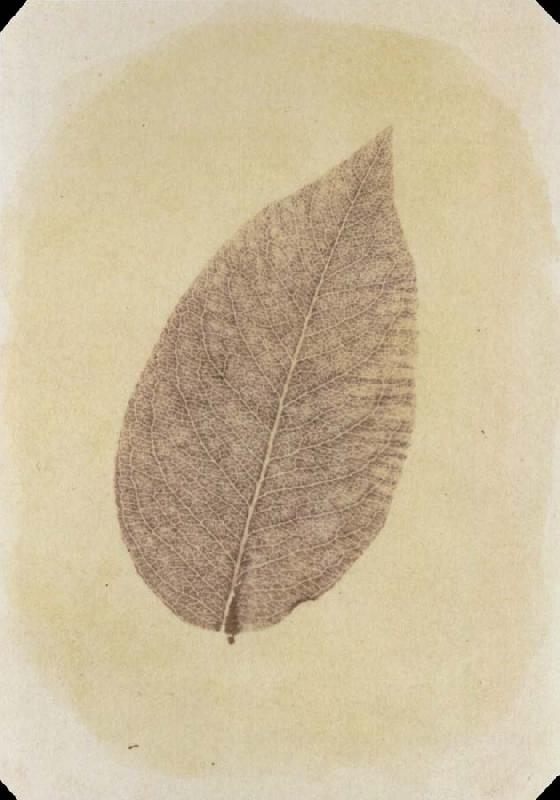 Willim Henry Fox Talbot Leaf with Its Stem Removed oil painting picture
